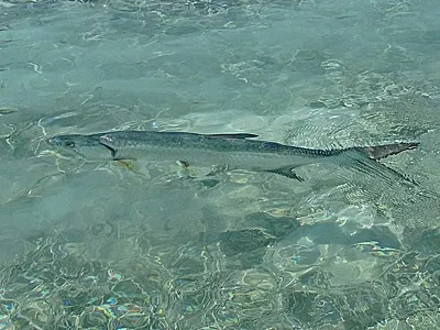 Guía de Florida fighting para turistas que visitan el planetario Cozumel