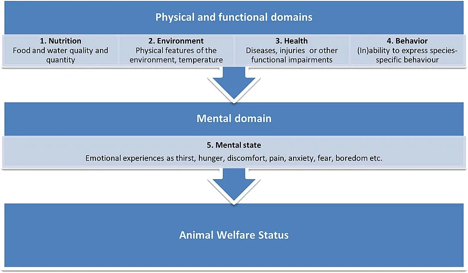 Illustration: ¿Cómo alinear con normativas locales de Cozumel para certificaciones de bienestar animal? Illustration: ¿Cómo alinear con normativas locales de Cozumel para certificaciones de bienestar animal?