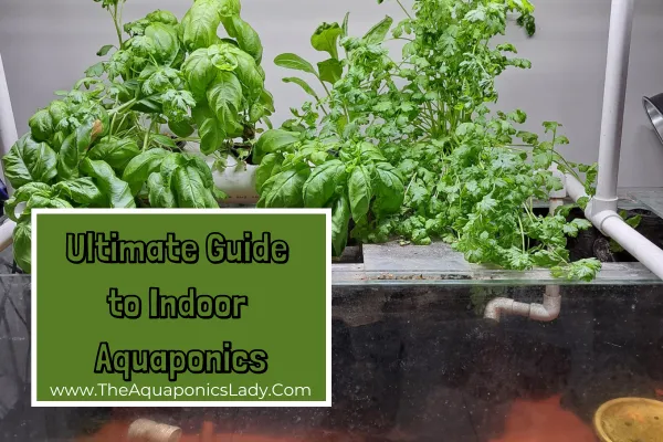 Instalación de sistemas de acuaponia en proyectos educativos del planetario Cozumel