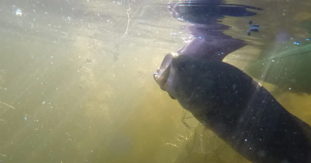 Lure choices efectivas para atrapar pez vela en aguas de Cozumel