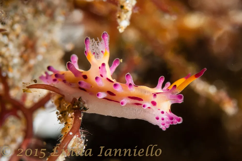 Nudibranquios (Sea Slugs) en el Planetario Cozumel Cha'an Ka'an 2026