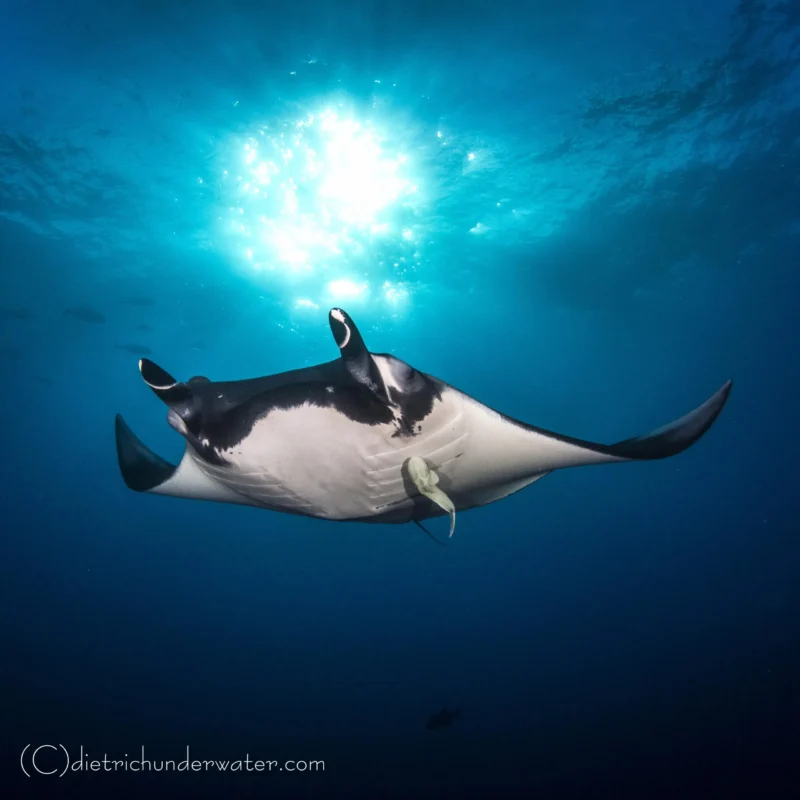 Observación de rays mantas en videos inmersivos del planetario Cozumel